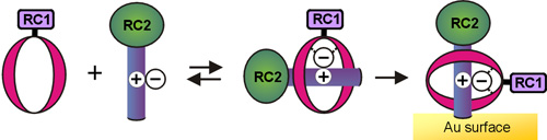 Fig 9b_ChemCommun_TOC_Anion Templated Surface Assembly