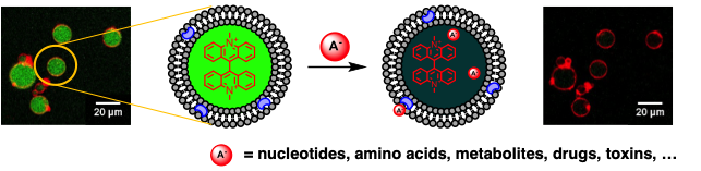 Anion transport through lipid bilayers